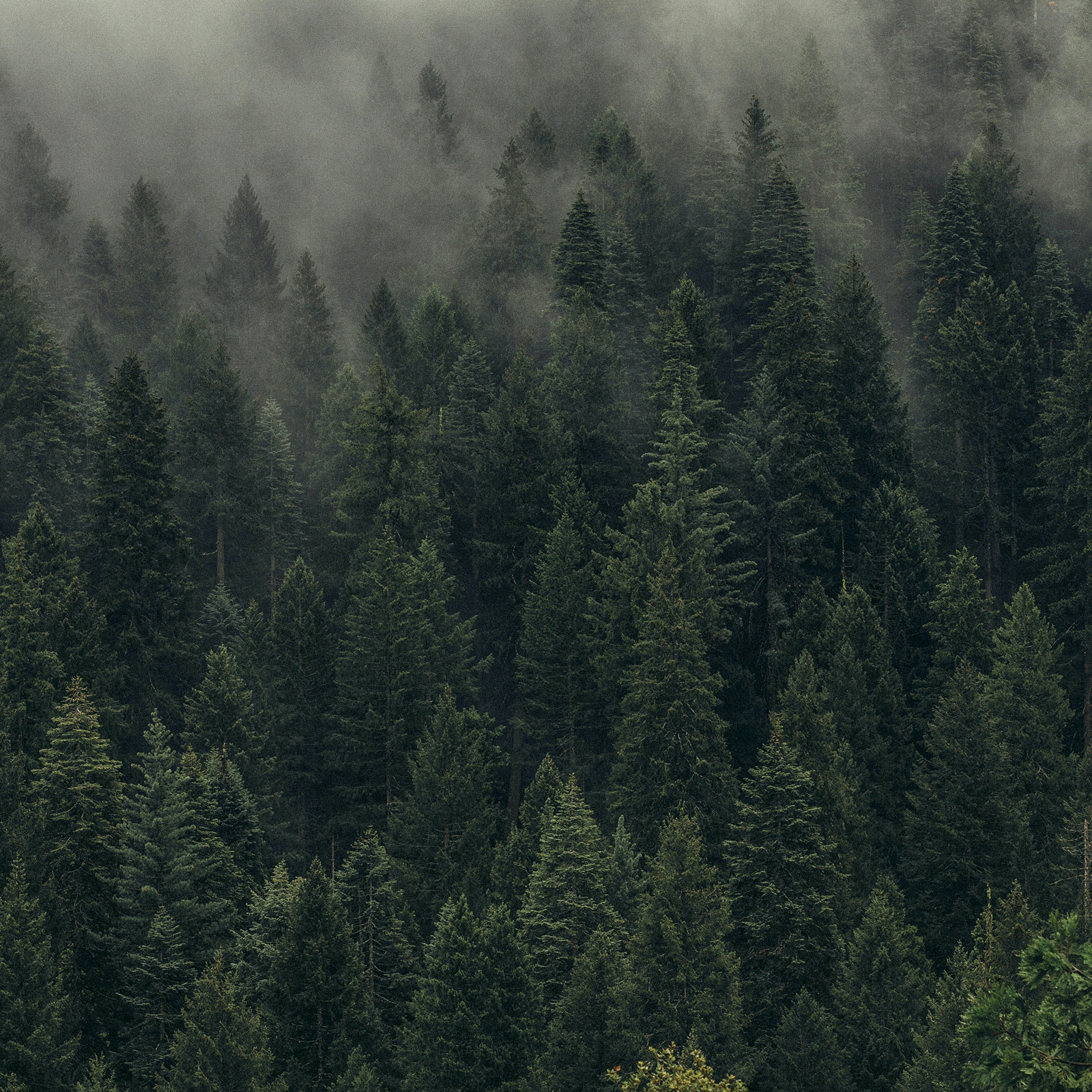 Banner 2